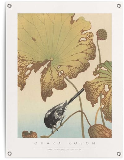 Tuinposter Ohara Koson - Kwikstaart op Lotusplant - 80 x 60 - Canvas - REINDERS