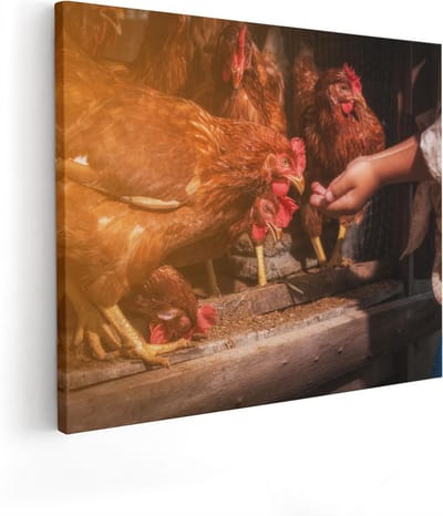 Artaza Canvas Schilderij Kip Voeren - 50x40 cm - Muurdecoratie Landschap - Wanddecoratie Boerderijdieren - Kamer Accessoires Natuur