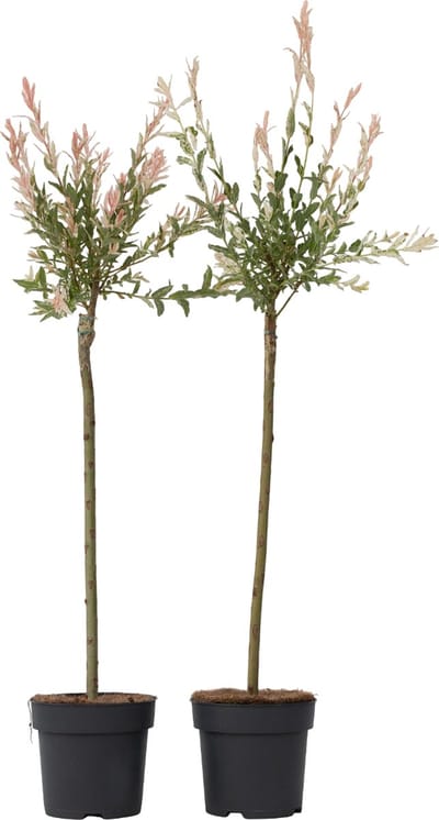 Plant in a Box - Salix integra Flamingo - Set van 2 - Tuinplant - Bonte wilg - Winterhard - Pot 19cm - Hoogte 90-110cm