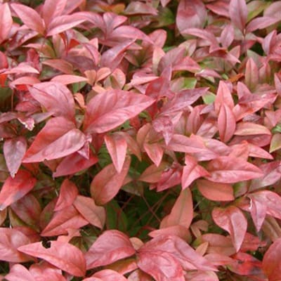 Hemelse bamboe - Nandina domestica 30-40 cm