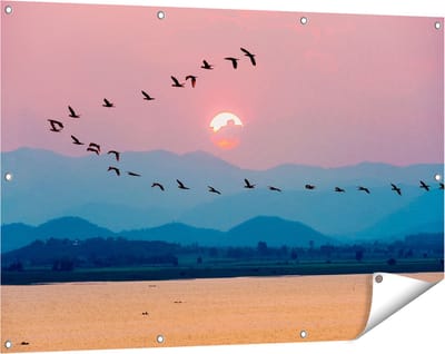 Gards Tuinposter Silhouet van Zwerm Vogels bij Zonsondergang - 120x80 cm - Tuindoek - Tuindecoratie - Wanddecoratie buiten - Tuinschilderij