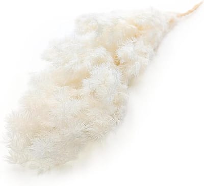 Gedroogd Siergras - Natuurlijke Decoratie - Bloemstukken Maken - Fijn Geveerd - 55 cm Lengte - Wit