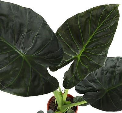 Alocasia Regal Shield Ø21cm - 100cm in Albury NATURAL mand