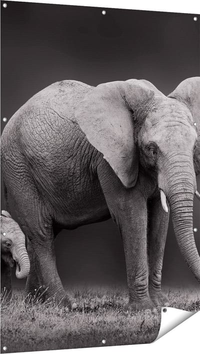Gards Tuinposter Olifant Moeder en Zoon - Zwart Wit - 100x150 cm - Tuindoek - Tuindecoratie - Wanddecoratie buiten - Tuinschilderij