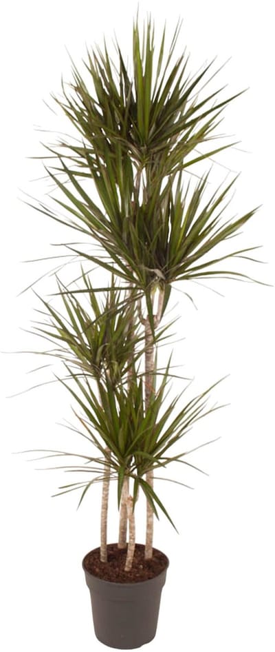 Dracaena Marginata - 160 cm - ø27