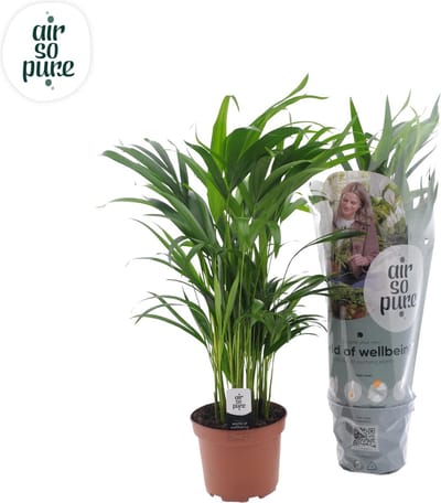Plantenboetiek.nl | Dypsis Lutescens - Ø17cm - 55-65cm hoog - Kamerplant - Groenblijvend