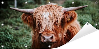 Tuinposter Schotse Hooglander 100 x 50 cm incl. Metalen ringen - (Buitenposter - Tuindoek - Buitencanvas - Schilderijen voor buiten - tuin decoratie)