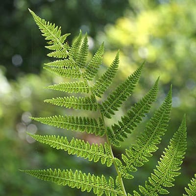 6 x Athyrium Filix-Femina - Wijfjesvaren pot 9x9cm - Sierlijke Bladplant