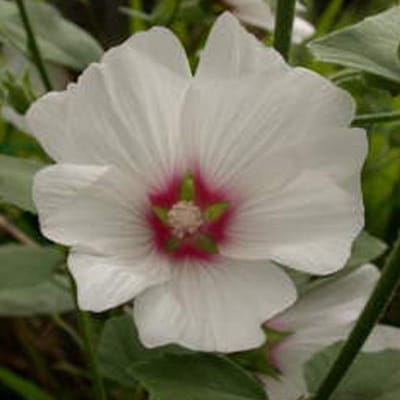 6 x Lavatera 'Blushing Bride' - Heemst pot 9x9cm