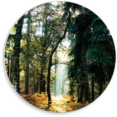 KuijsFotoprint - Schilderij - Zonnestraal In Het Bos - Groen En Bruin - 30 X 30 Cm
