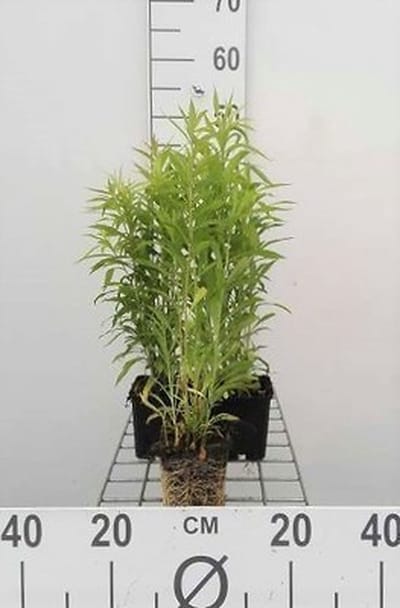 6x Guldenroede - Solidago hybr. 'Goldkind' ('golden baby') | 9x9 cm pot