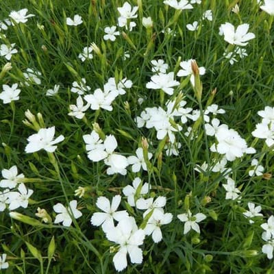 6 x Dianthus Deltoides 'Albiflorus' - Steenanjer Pot 9x9 cm - Witbloeiende Rotsplant
