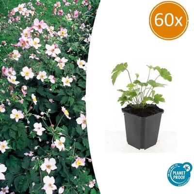 Tuinplantenshop.com | Anemone tom. 'Robustissima' | 60 stuks - Ø9cm - 10-25cm hoog - Tuinplant