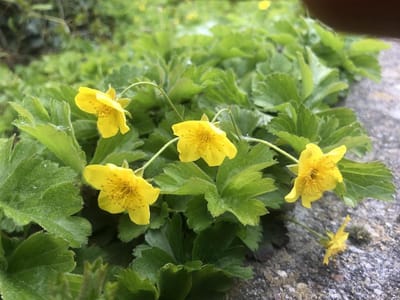 Bodembedekker Planten - Goudvrouwtje Struiken - Tuin Opfleuren - Wintergroen Tapijt - 12 stuks - Groen