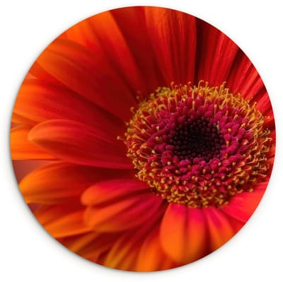 WallCircle® Wandcirkel 120x120 cm - Muurcirkel Oranje - Gerbera - Intens - Muurdecoratie woonkamer - Wanddecoratie slaapkamer - Kamer decoratie accessoires - Ronde schilderijen XXL