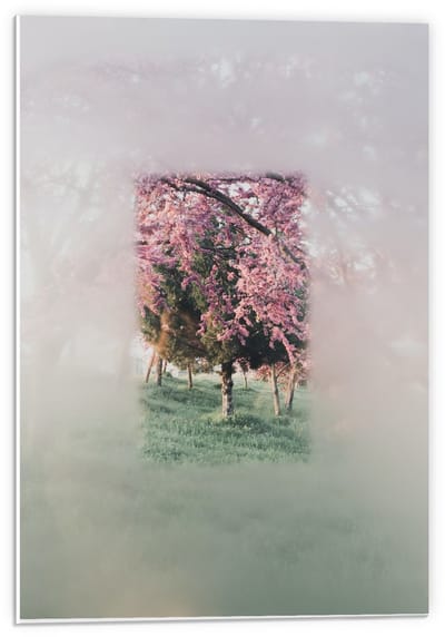 Forex - Schilderij Roze Bomen met Vervaagde Rand - 40x60cm Foto op Forex