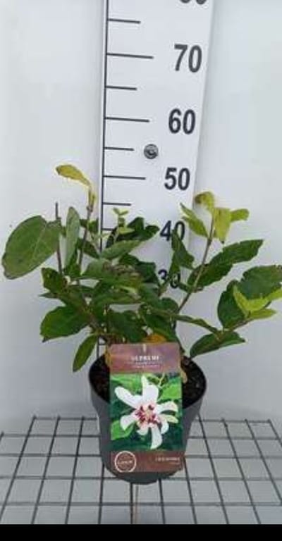Calycanthus 'Venus' - Specerijstruik 40- 60 cm in pot