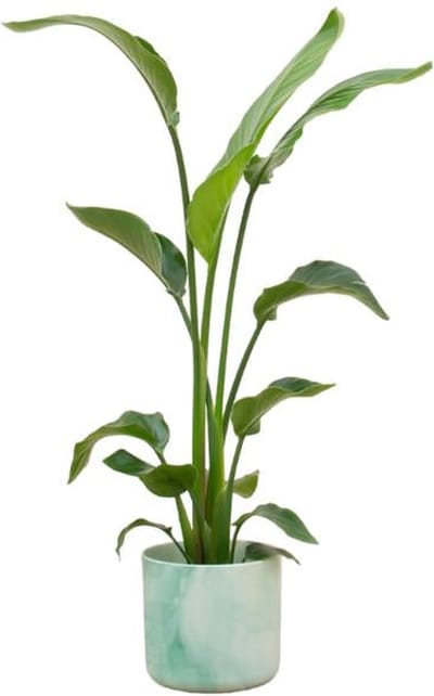 Combi deal - Strelitzia Nicolai inclusief elho Ocean Round pacifisch groen Ø22 - 130 cm