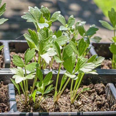 Lavas (Levisticum officinale) - Maggiplant - Levisticum (Potplant) - Vaste planten - (Ook)-Voor in huis - Zomerbollen - Voorjaarsbollen