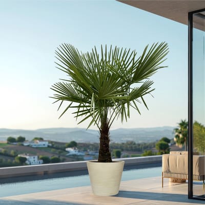 Trachycarpus - ↨160cm- Ø30