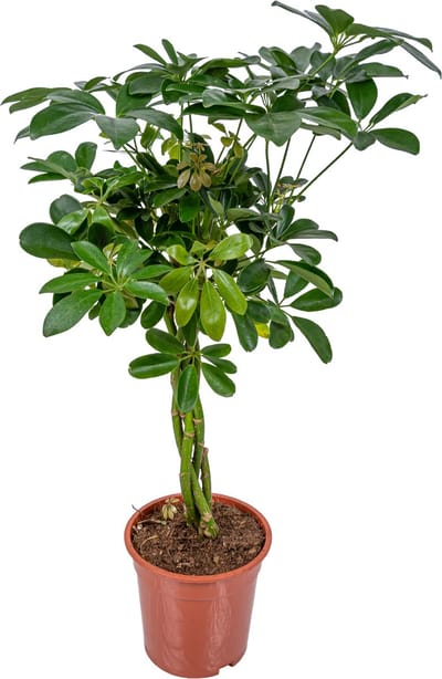 Bloomique - Schefflera Arboricola - Vingerboom - Kamerplanten - Luchtzuiverend - Gemakkelijk in onderhoud - Hoogte 60-80 cm - Pot 19 cm