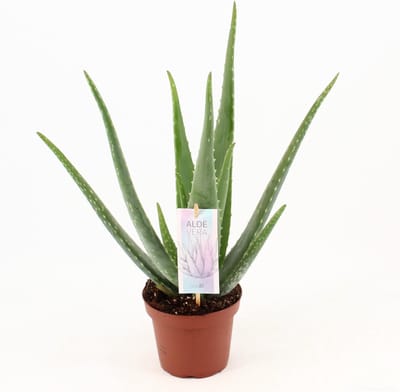 Plantenboetiek.nl | Aloe Vera - Ø14cm - 35-45cm hoog - Kamerplant - Groenblijvend - Cactus & Vetplanten