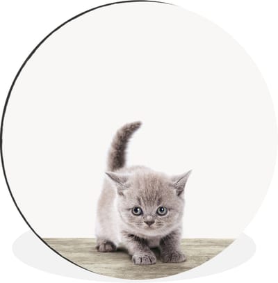 WallCircle - Wandcirkel - Muurcirkel - Kitten - Kat - Huisdieren - Jongens - Kinderen - Meisjes - Aluminium - Dibond - 120x120 cm - Binnen en Buiten XXL