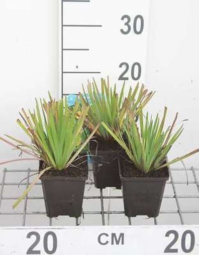 6x Blauwogengras - Sisyrinchium californicum | 9x9 cm pot