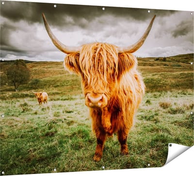 Gards Tuinposter Schotse Hooglanders in de Wei - Kleur - 160x120 cm - Tuindoek - Tuindecoratie - Wanddecoratie buiten - Tuinschilderij