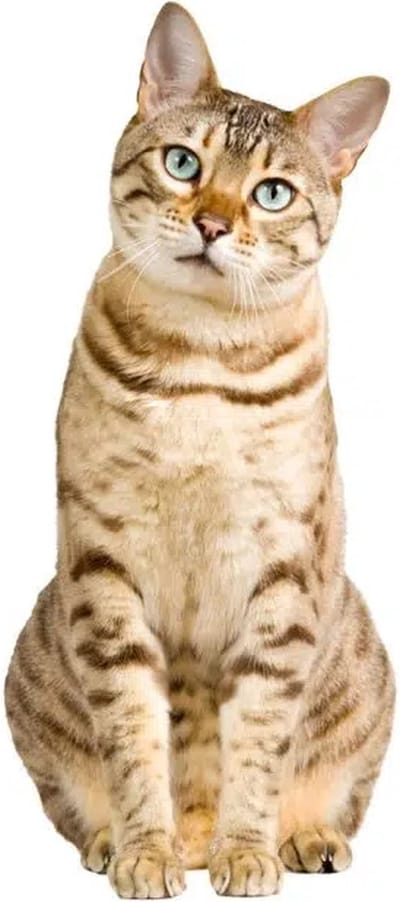 Muursticker Kat - Bengaalse Kat 20cm x 45cm - Raamsticker Kat - Kattensticker - Decoratiesticker - Interieur sticker -