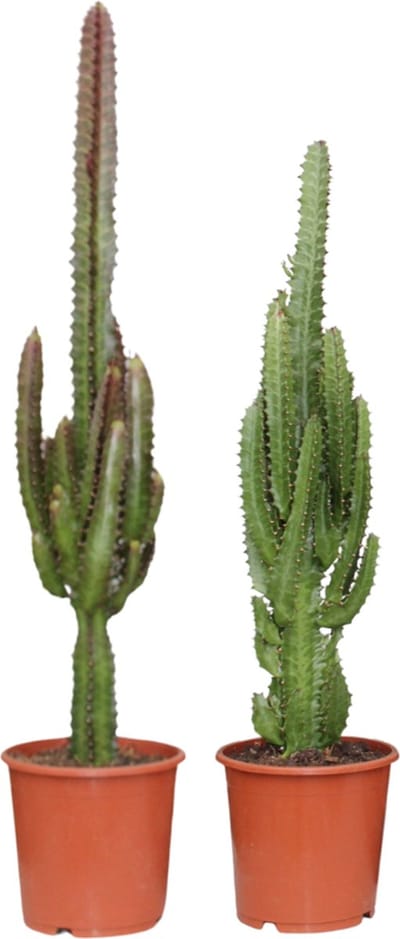 Plantenboetiek.nl | Euphorbia Groen / Rood | 2 stuks - Ø17cm - 65-75cm hoog - Kamerplant - Groenblijvend - Multideal - Cactus & Vetplanten
