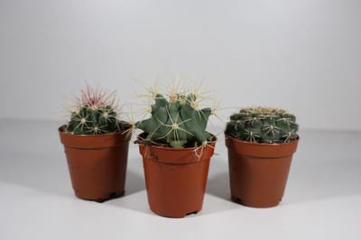 Succulux Cactussen Mix - 3 Cactussen Ø 5,5 cm Pot - Mini Kamerplanten - Cadeau en Bedankje