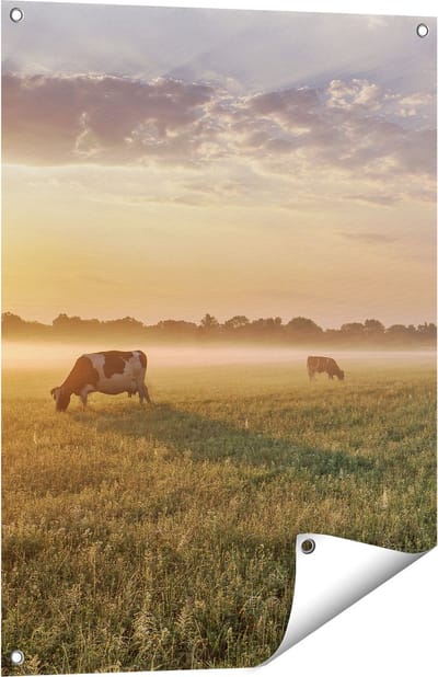 Gards Tuinposter Koeien in de Wei tijdens Zonsopkomst - 60x80 cm - Tuindoek - Tuindecoratie - Wanddecoratie buiten - Tuinschilderij