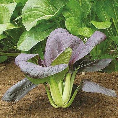 Chinese kool zaden - Pak Choi Red Inferno