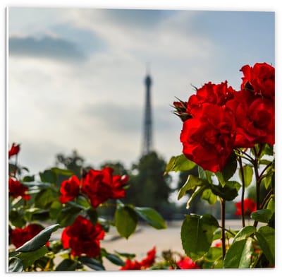 Forex - Rode Bloemen met Eiffeltoren op Achtergrond - 50x50cm Foto op Forex