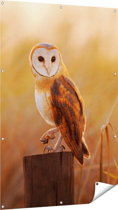 Gards Tuinposter Kerkuil op een Boomstronk - 100x150 cm - Tuindoek - Tuindecoratie - Wanddecoratie buiten - Tuinschilderij