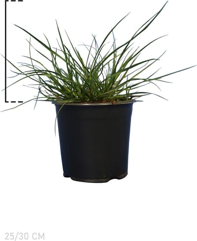 Plants Online - Tuinplanten - Siergrassen - Lampenpoetsersgras ‘Hameln’ - Pot 25-30 cm - set van 10 - Bladverliezend - Bloeiende plant - Makkelijk te snoeien - Weinig onderhoud