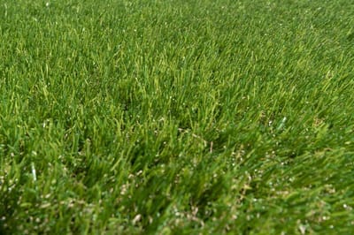 Kunstgras 2 x 8 meter - 30mm - Nederlandse Productie - Uitgeroepen zachtste Grastapijt | Waterdoorlatend | Tuin | Kind | Dier
