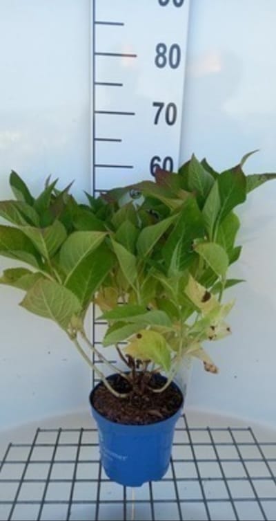2 x Hydrangea macr. 'Endless Summer Bloomstar Blue'® - Hortensia 25- 30 cm in pot