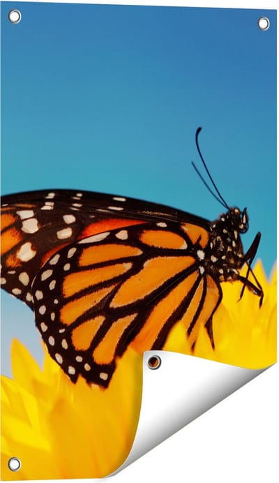 Gards Tuinposter Oranje Vlinder bij een Zonnebloem - 40x60 cm - Tuindoek - Tuindecoratie - Wanddecoratie buiten - Tuinschilderij