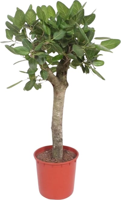 Wurgvijg voor in de woonomgeving (Ficus Benghalensis boom), 1.5 meter hoog ø34