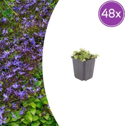 Tuinplantenshop.com | Campanula poscharskyana | 48 stuks - Ø9cm - 10-25cm hoog - Tuinplant