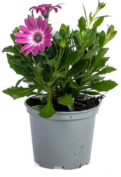 JUNAVERA Osteospermum donker roze (spaanse margriet) | pot 10 cm | 20 cm hoog bij levering