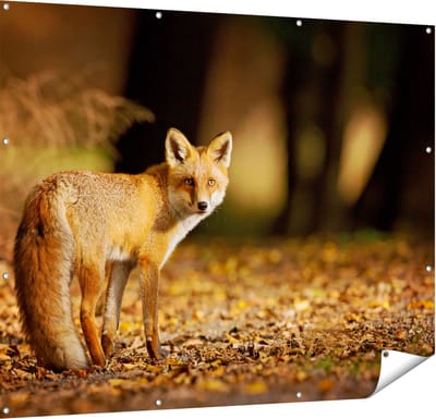 Gards Tuinposter Vos in het Herfstbos - 150x120 cm - Tuindoek - Tuindecoratie - Wanddecoratie buiten - Tuinschilderij