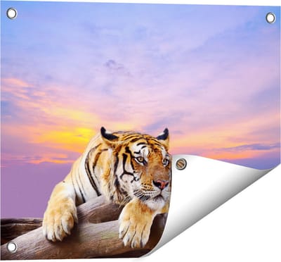 Gards Tuinposter Tijger tijdens Zonsondergang - 50x40 cm - Tuindoek - Tuindecoratie - Wanddecoratie buiten - Tuinschilderij