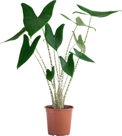 PLNTS - Alocasia Zebrina (Olifantsoor) - Kamerplant Zebraplant - Kweekpot 19 cm - Hoogte 75 cm