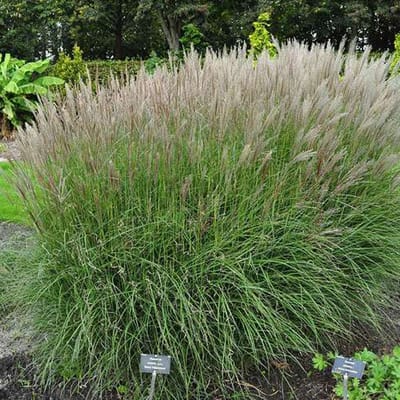 12 x Miscanthus sinensis 'Kleine Silberspinne' - Scherpgroen Pot 9x9cm -Elegantie in de Herfsttuin