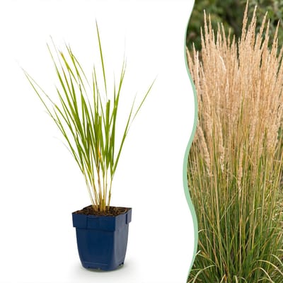 Green boutiQ - Grassen - Calamagrostis Karl Foerster - Struisriet - Met Pluim - Groen - 1 Plant - Pot 11cm - Hoogte 15-25cm