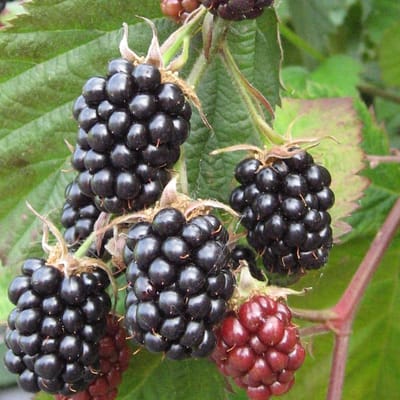 12 x Doornloze Bramenstruik Chester Thornless Zwart Braam - Winterharde Fruitplant Klimplant - Rubus 'Chester Thornless' in C2(liter) pot met hoogte 50-60cm