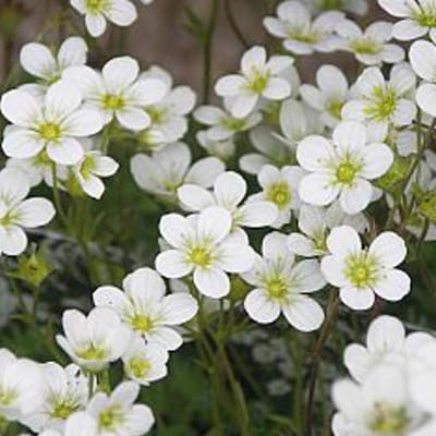 6 x Saxifraga 'Schneeteppich' - Steenbreek pot 9x9cm